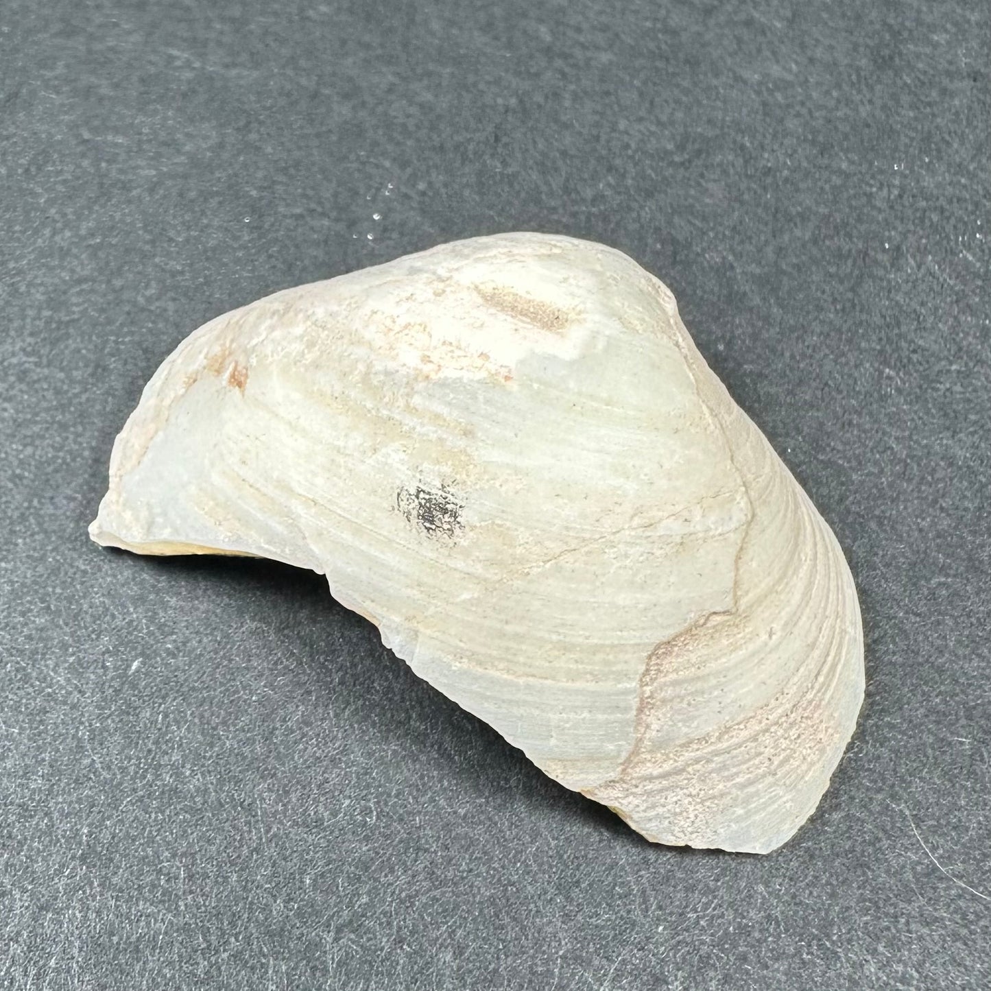 Natural Opalized Clam Shell