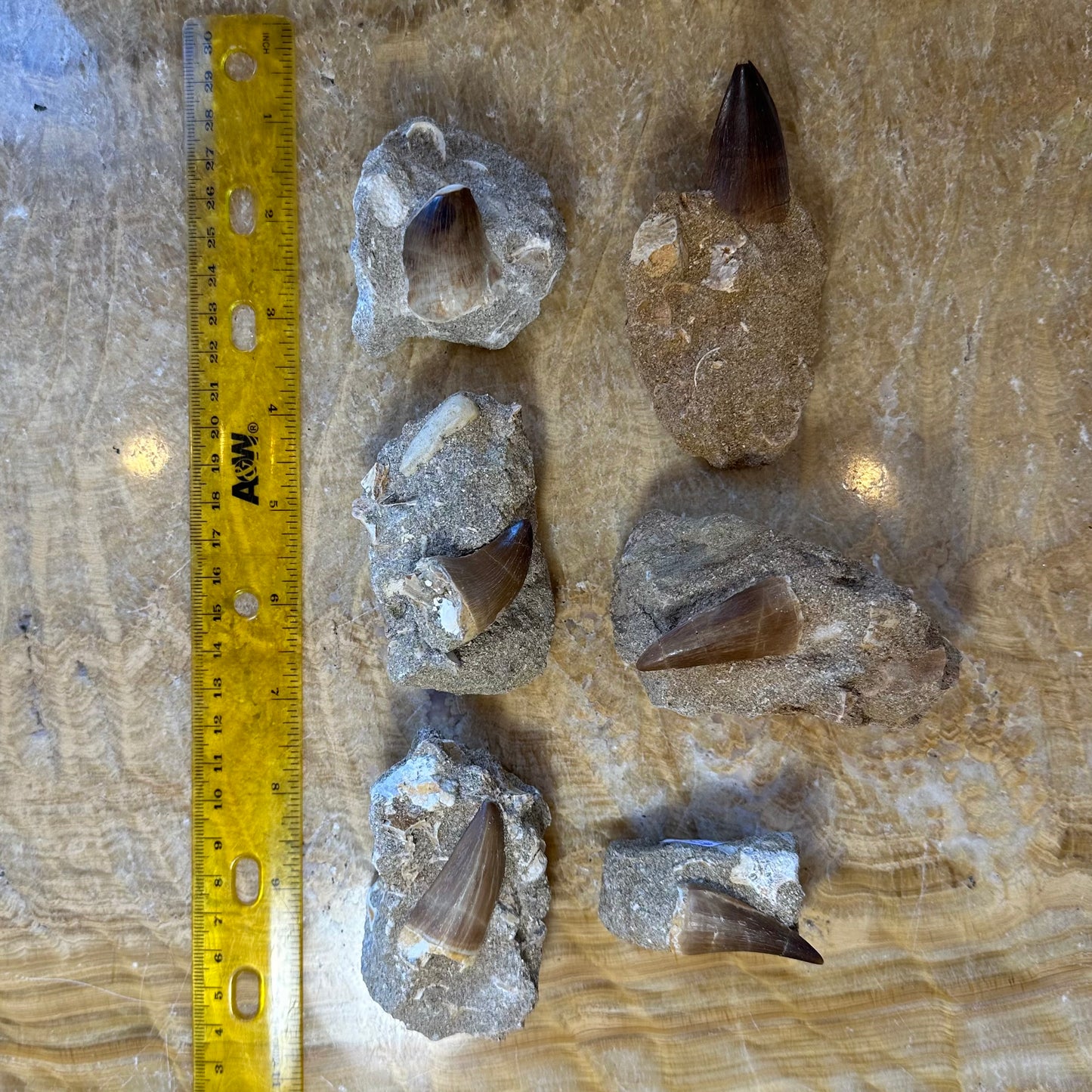 Mosasaur Tooth Fossil on Matrix from Morocco