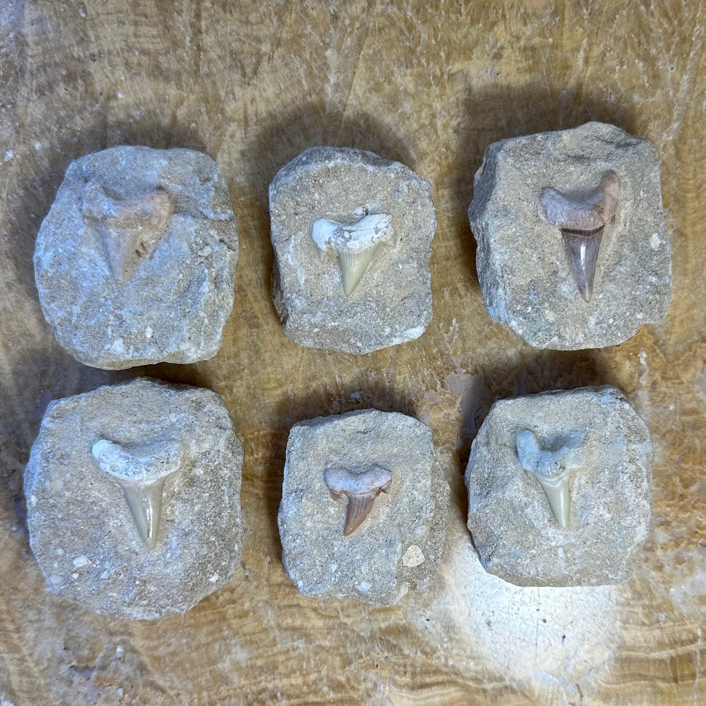 Otodus Obliquus Shark Tooth Fossil on Matrix