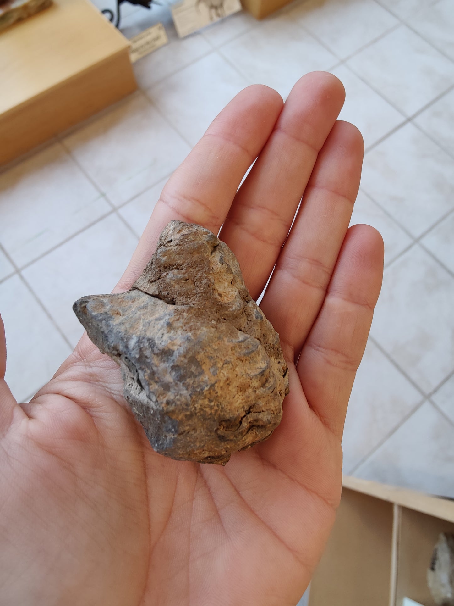 Calymene Trilobite SM