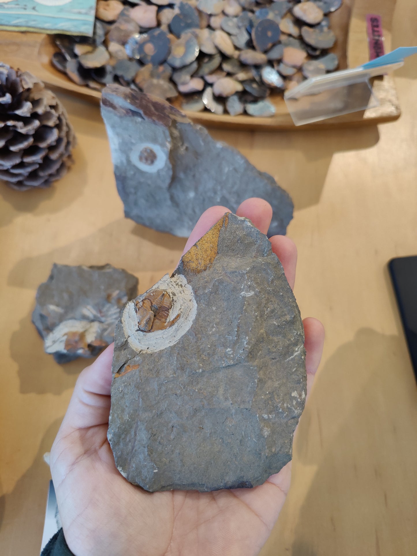 Trilobite Imprint
