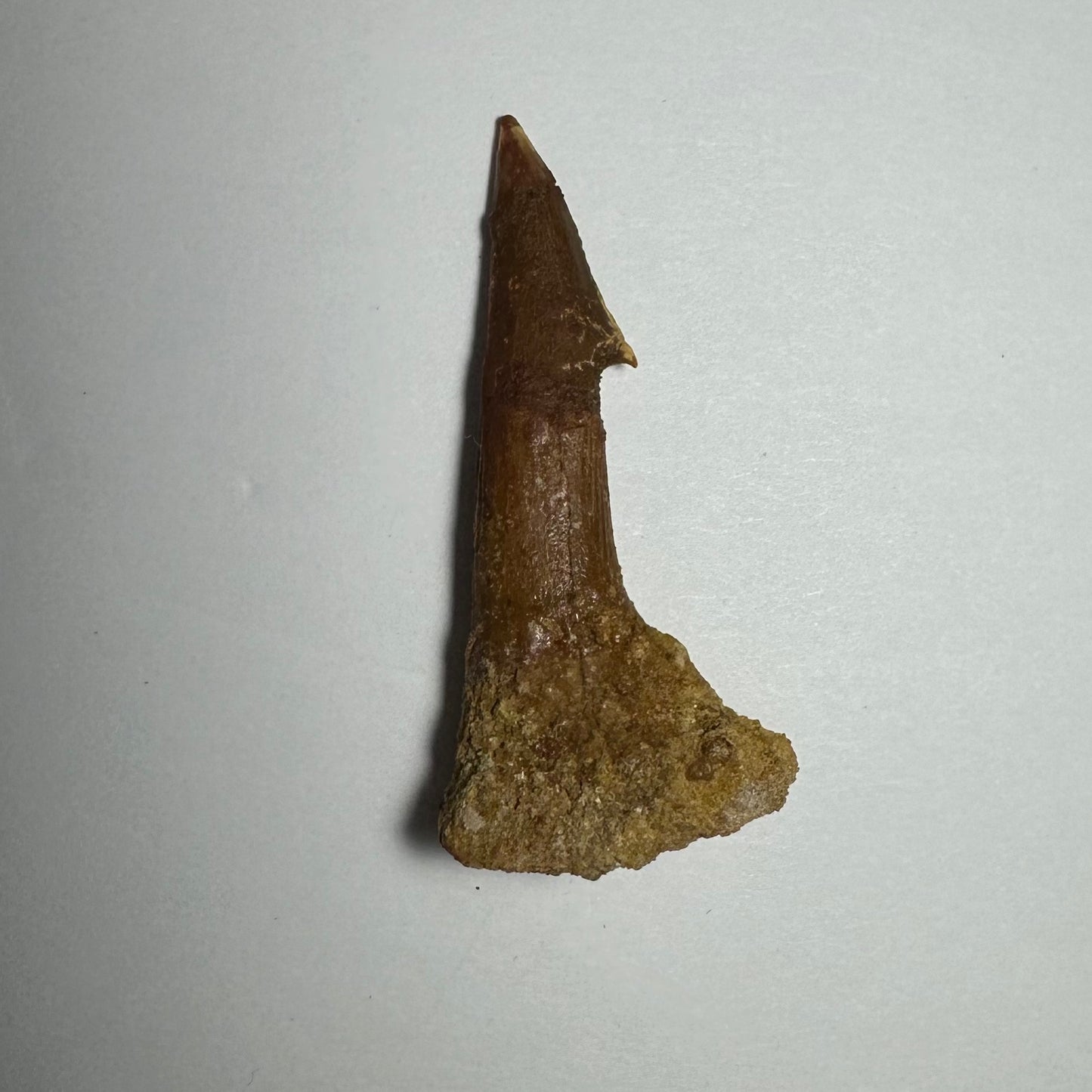 Onchopristis Barb/Tooth (MD)