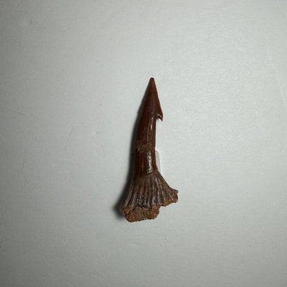 Onchopristis Barb/Tooth (SM) from Morocco