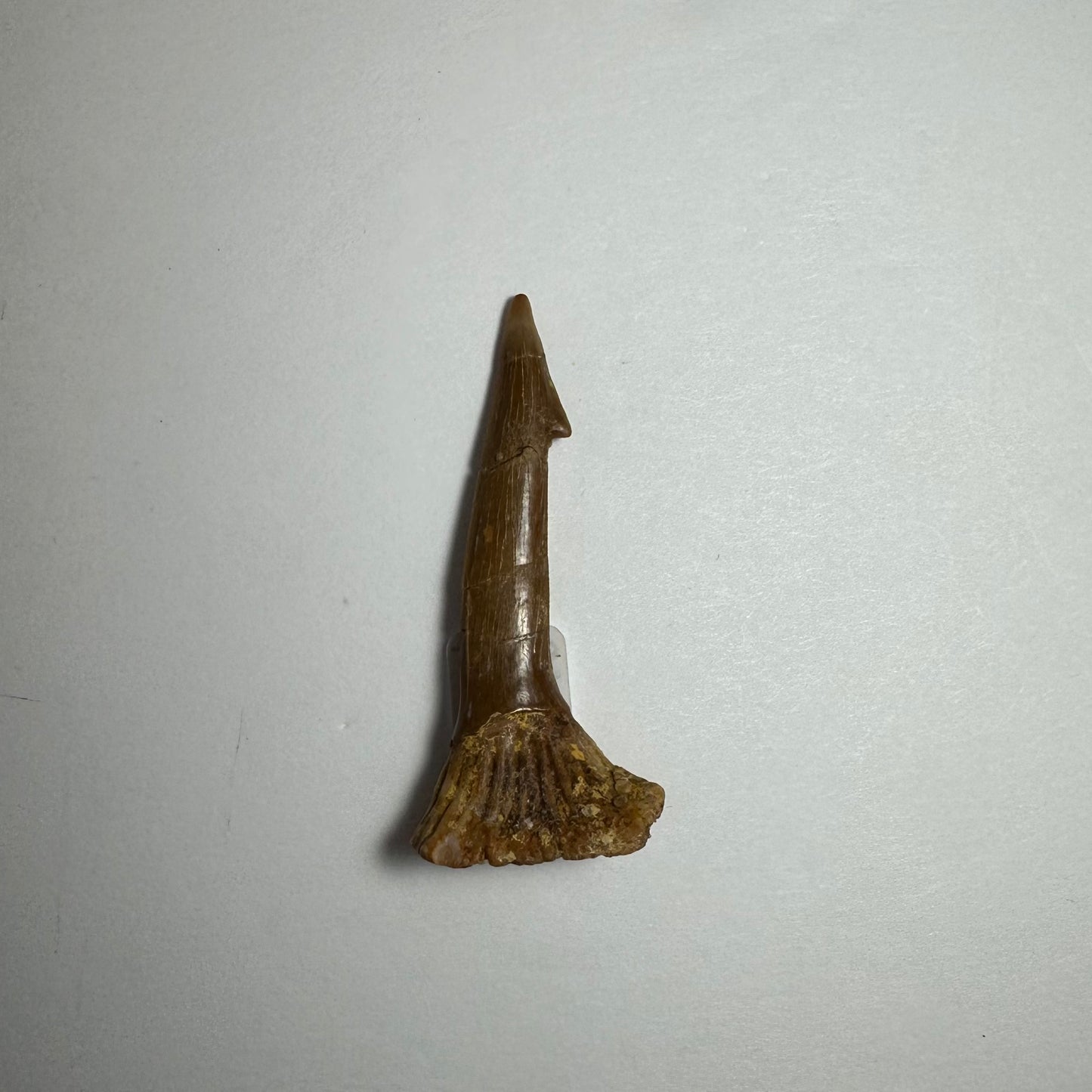 Onchopristis Barb/Tooth (SM) from Morocco