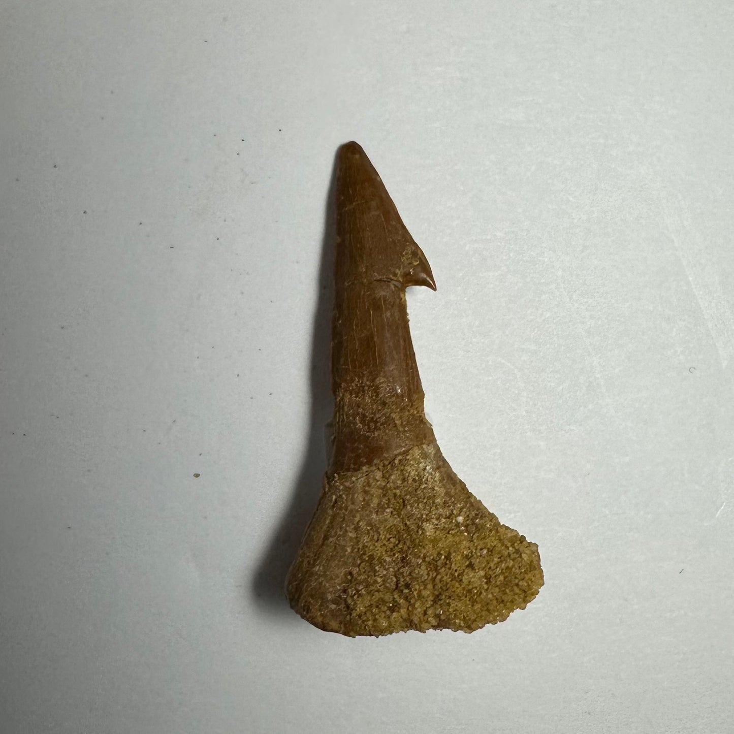 Onchopristis Barb/Tooth (SM) from Morocco