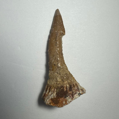 Onchopristis Barb/Tooth (MD)