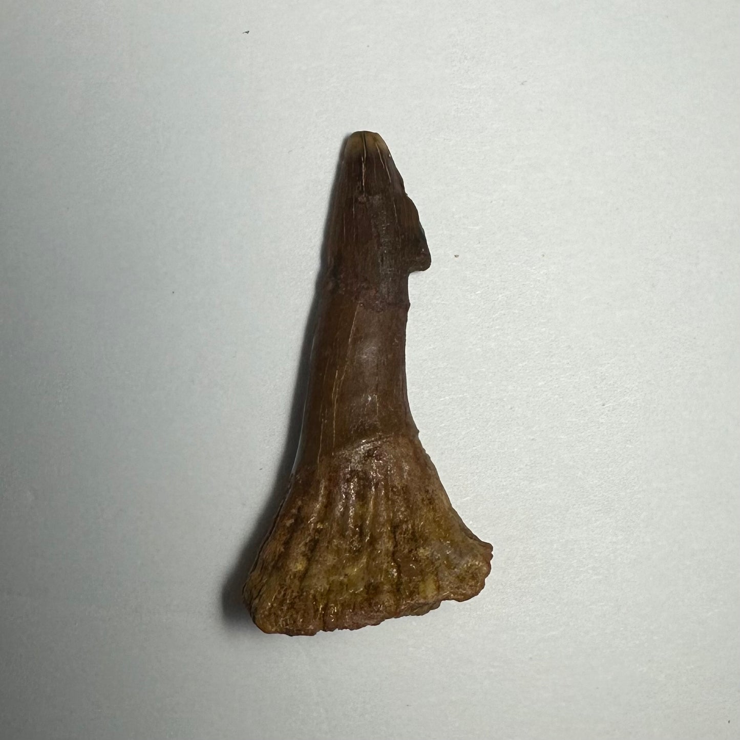 Onchopristis Barb/Tooth (MD)