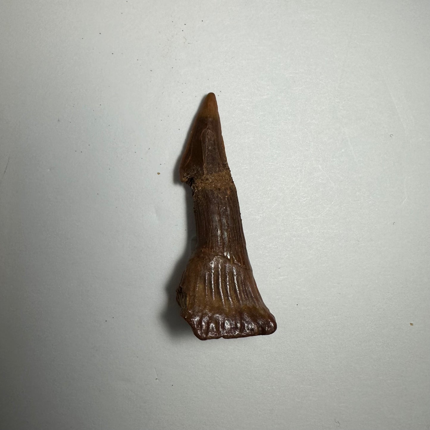 Onchopristis Barb/Tooth (SM) from Morocco