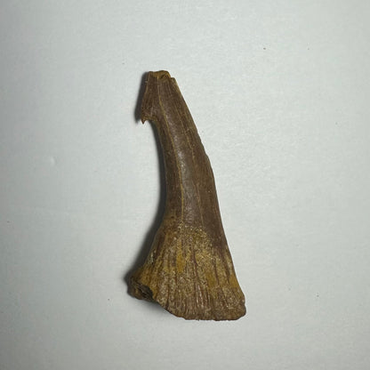 Onchopristis Barb/Tooth (MD)
