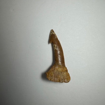 Onchopristis Barb/Tooth (SM) from Morocco