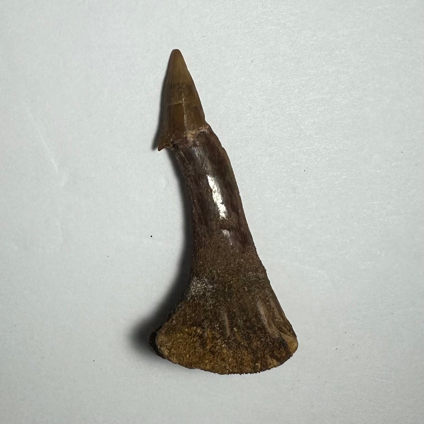 Onchopristis Barb/Tooth (MD)