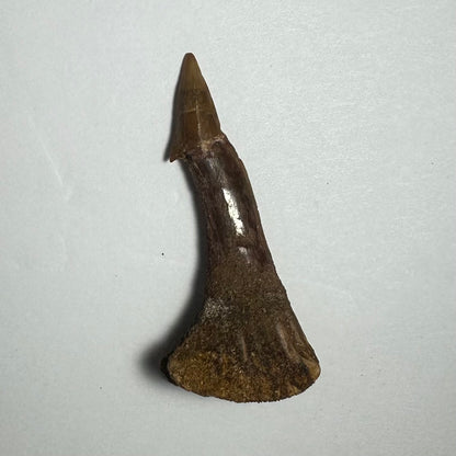 Onchopristis Barb/Tooth (MD)