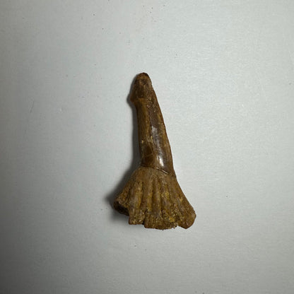 Onchopristis Barb/Tooth (SM) from Morocco