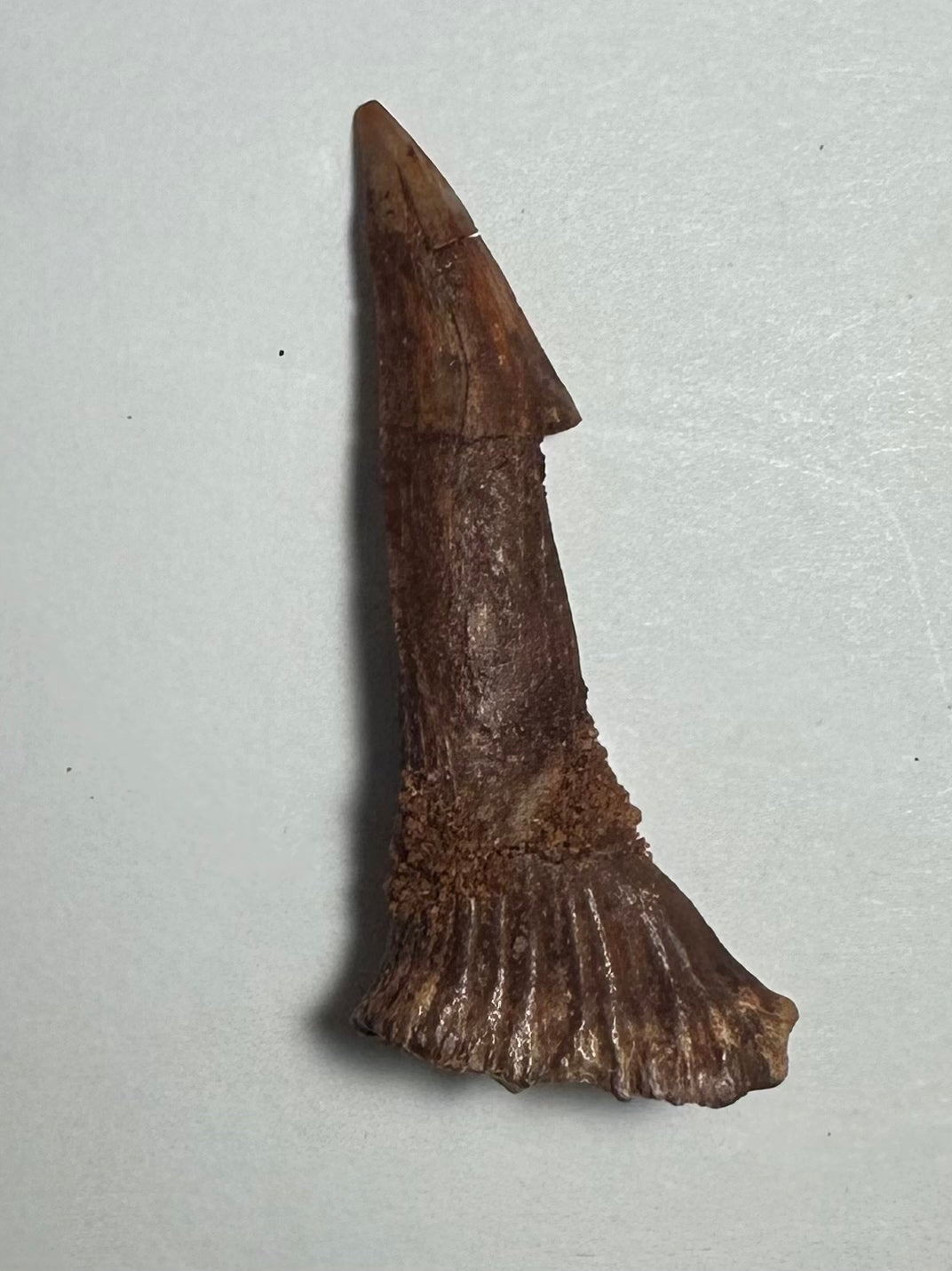 Onchopristis Barb/Tooth (MD)