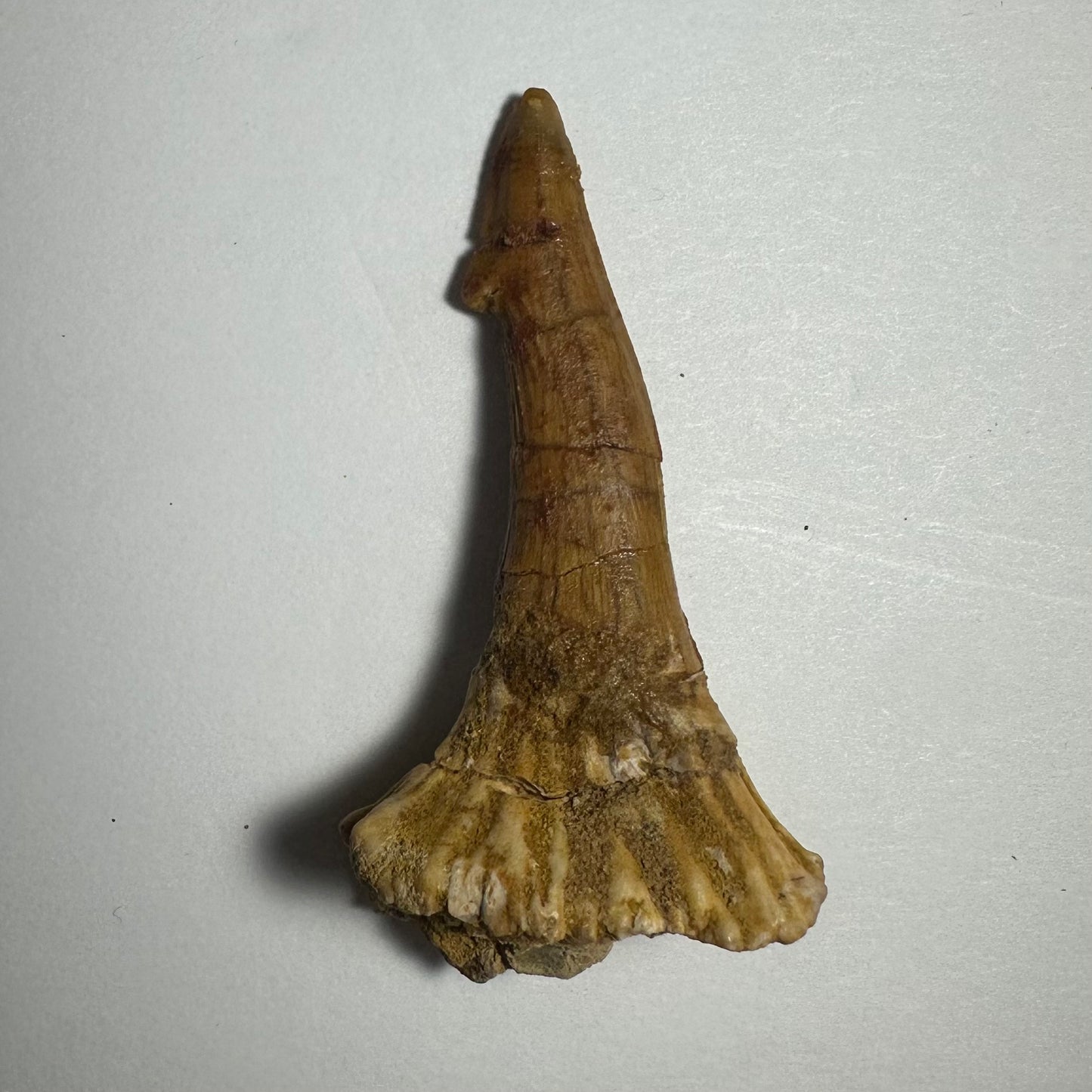 Onchopristis Barb/Tooth (MD)