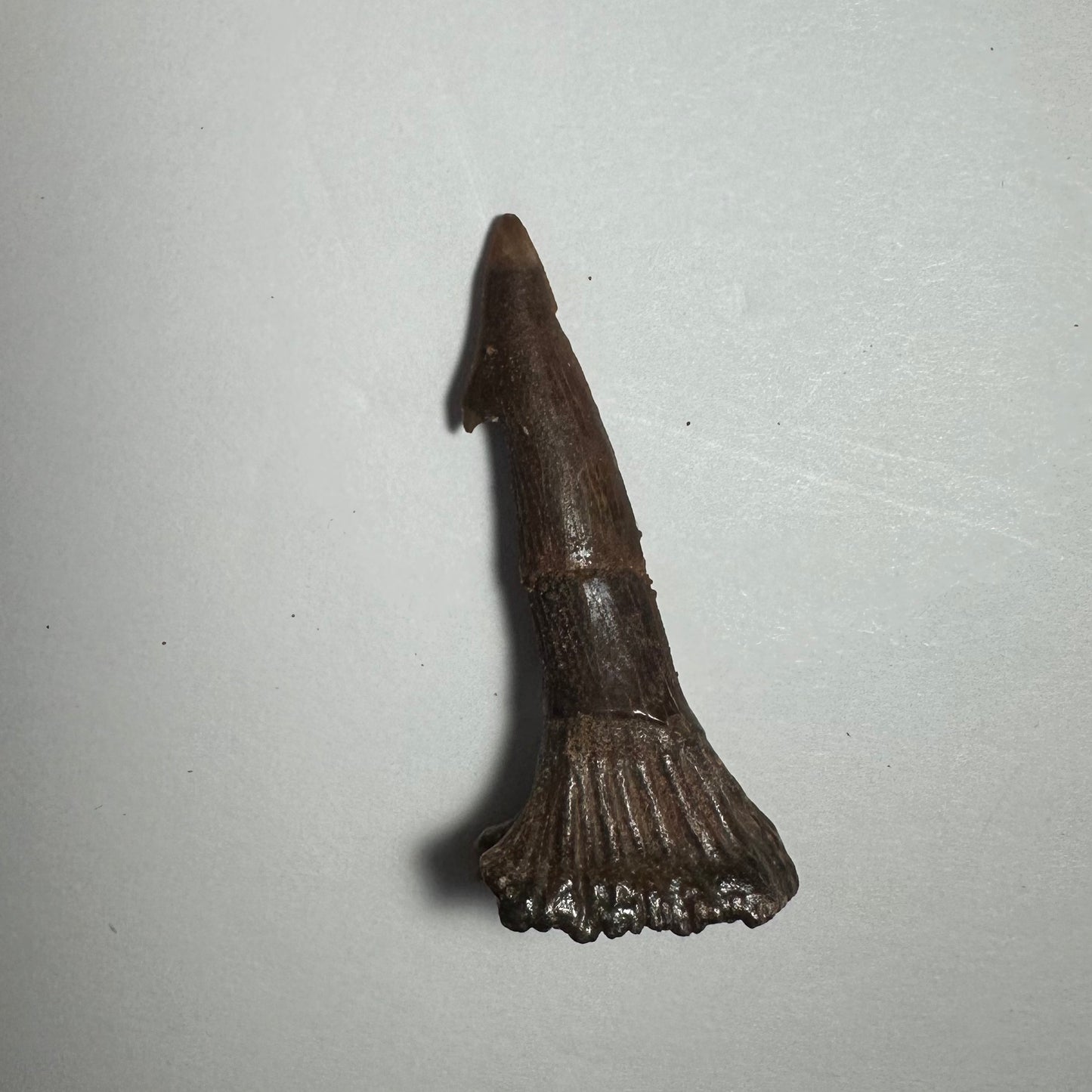 Onchopristis Barb/Tooth (MD)