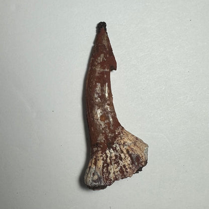 Onchopristis Barb/Tooth (MD)