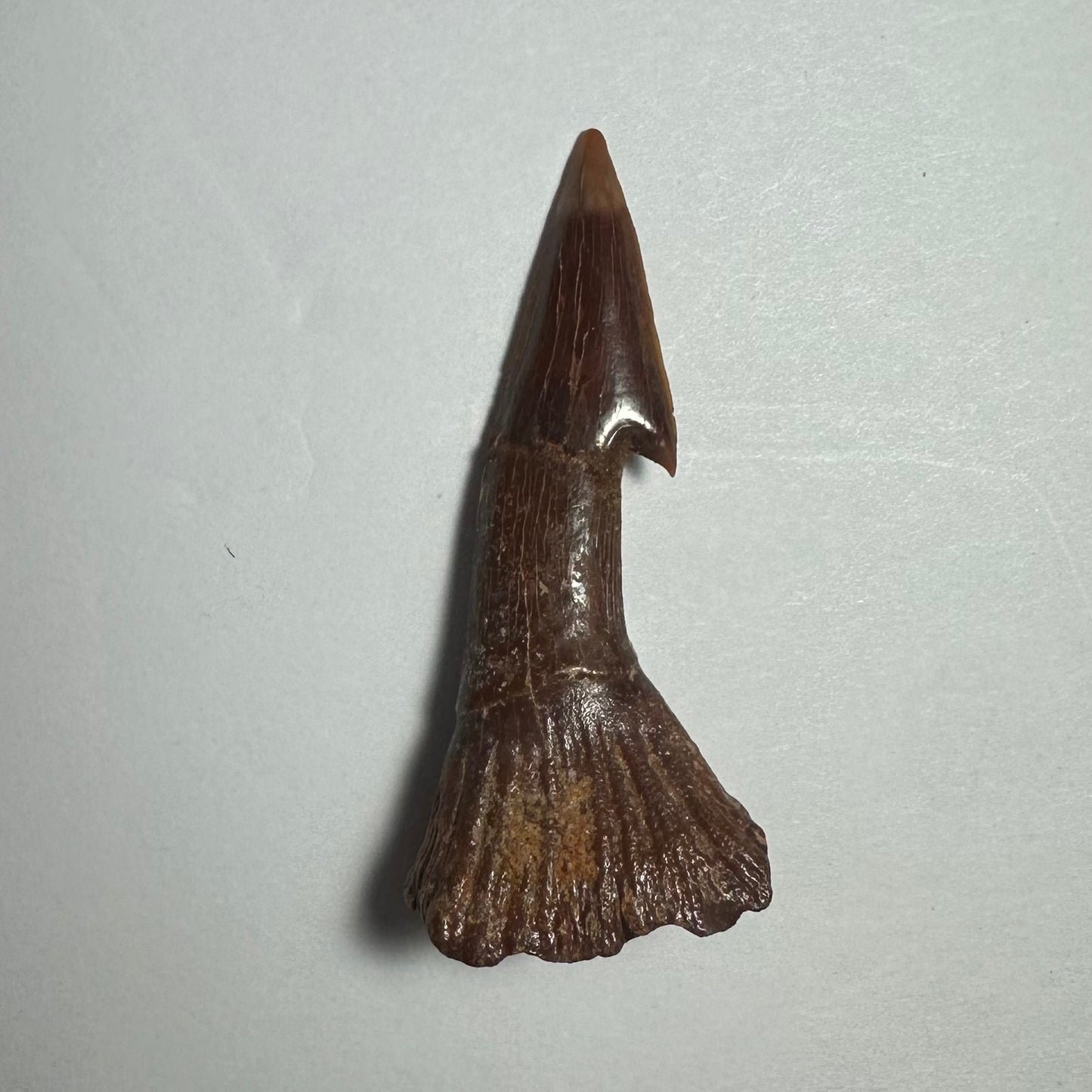 Onchopristis Barb/Tooth (MD)