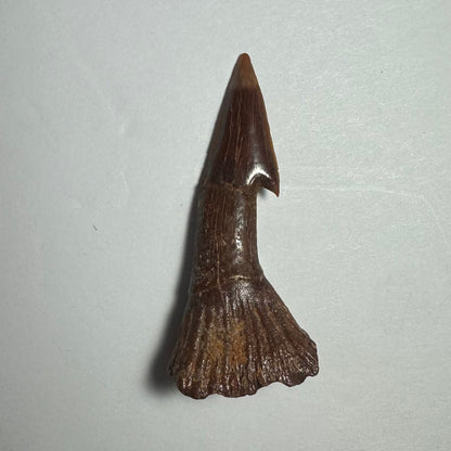 Onchopristis Barb/Tooth (MD)