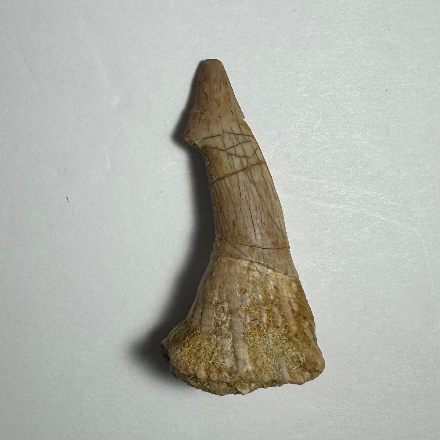 Onchopristis Barb/Tooth (MD)