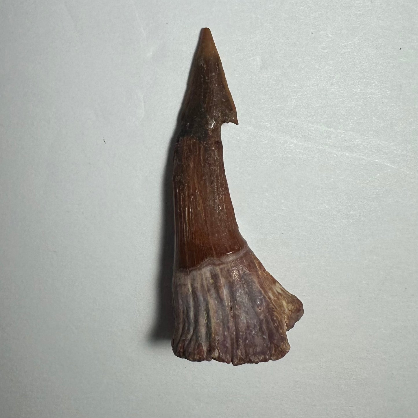 Onchopristis Barb/Tooth (MD)