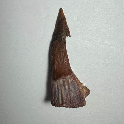 Onchopristis Barb/Tooth (MD)