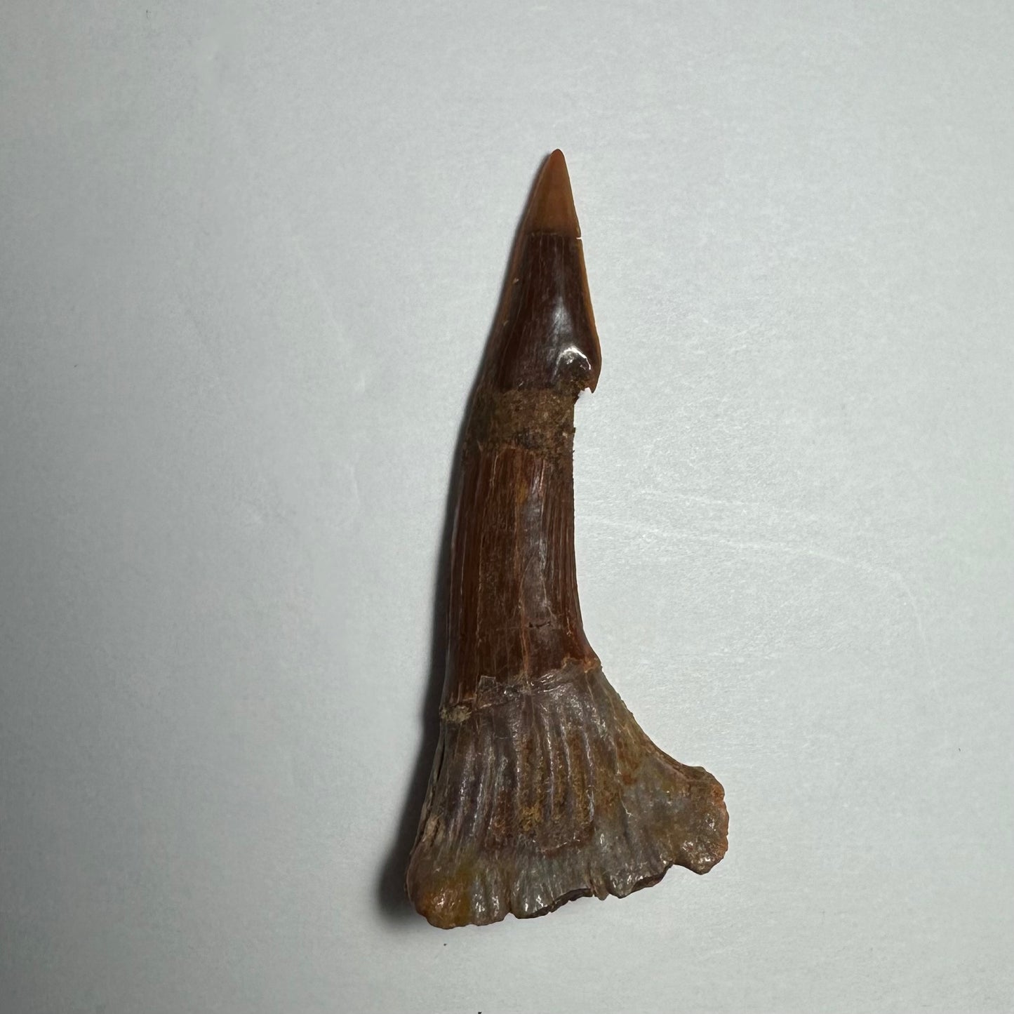 Onchopristis Barb/Tooth (MD)