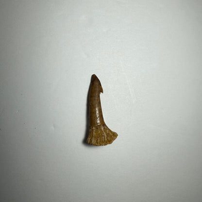 Onchopristis Barb/Tooth (SM) from Morocco