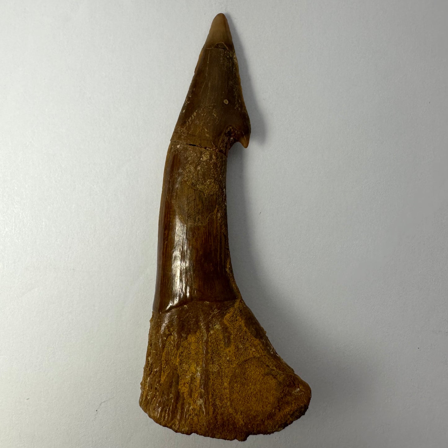 Onchopristis Barb/Tooth (LG) from Morocco