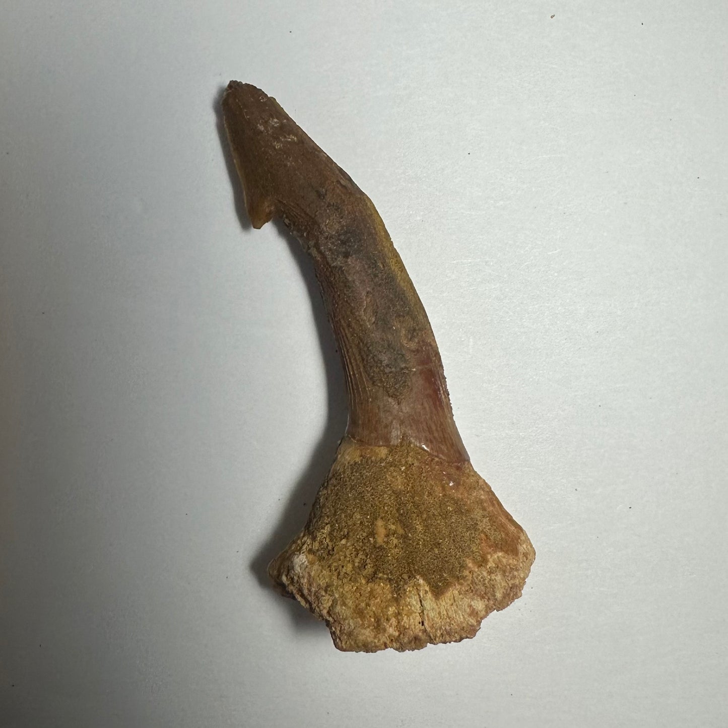 Onchopristis Barb/Tooth (MD)