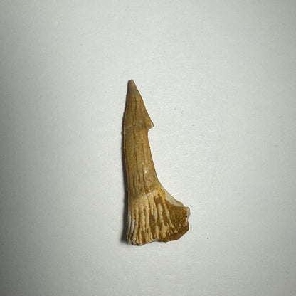 Onchopristis Barb/Tooth (MD)