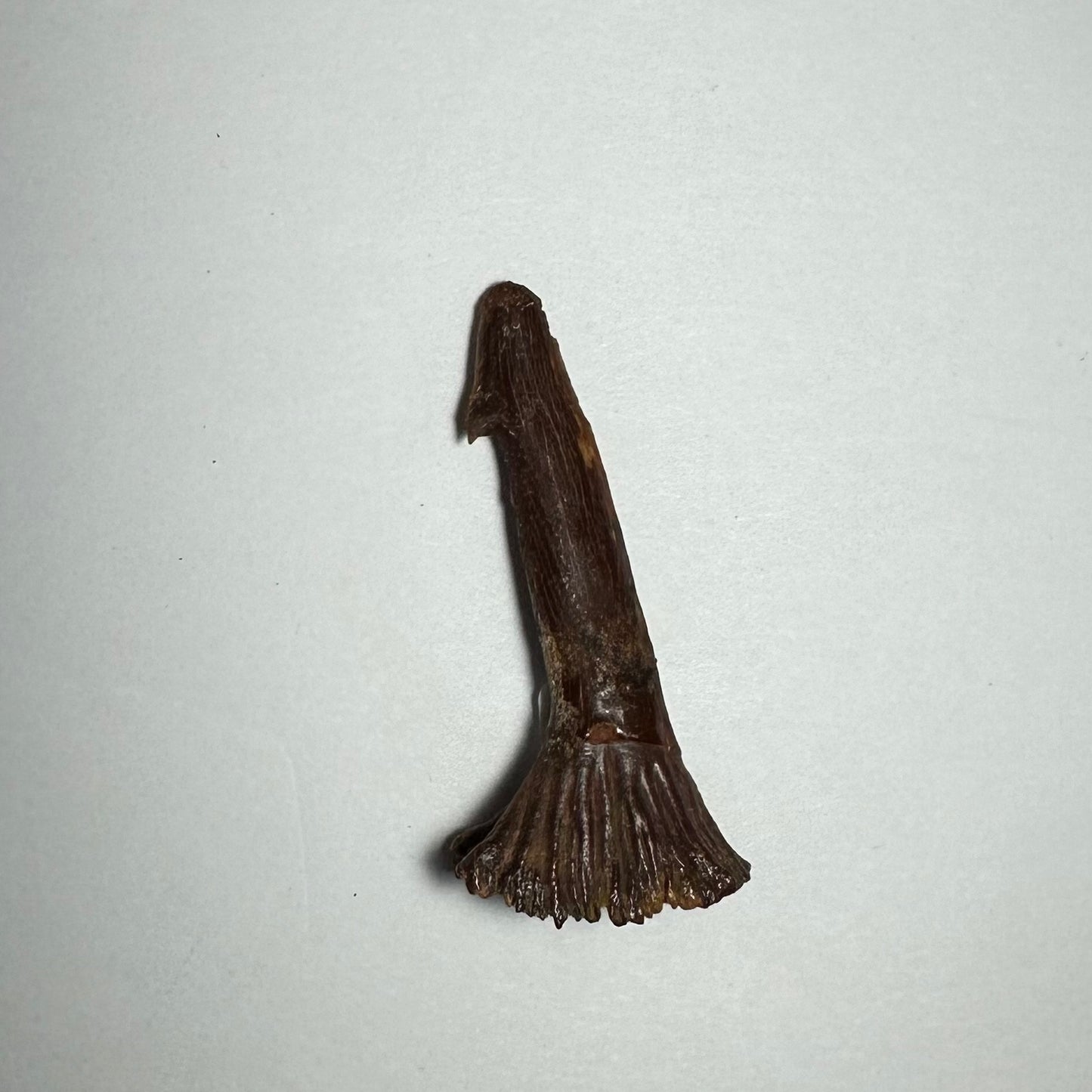 Onchopristis Barb/Tooth (MD)