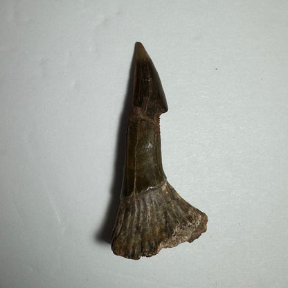 Onchopristis Barb/Tooth (MD)