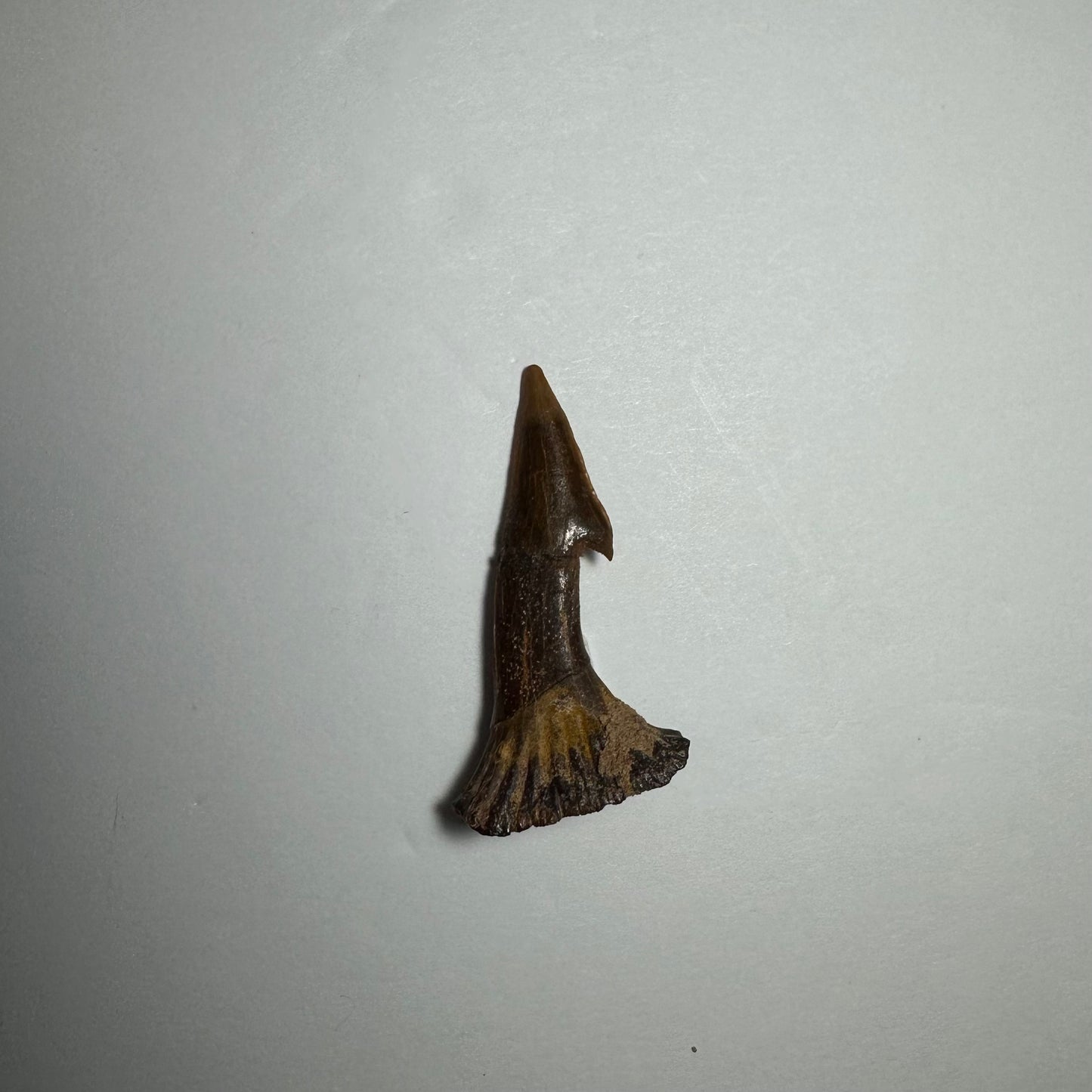 Onchopristis Barb/Tooth (SM) from Morocco