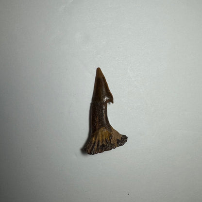 Onchopristis Barb/Tooth (SM) from Morocco