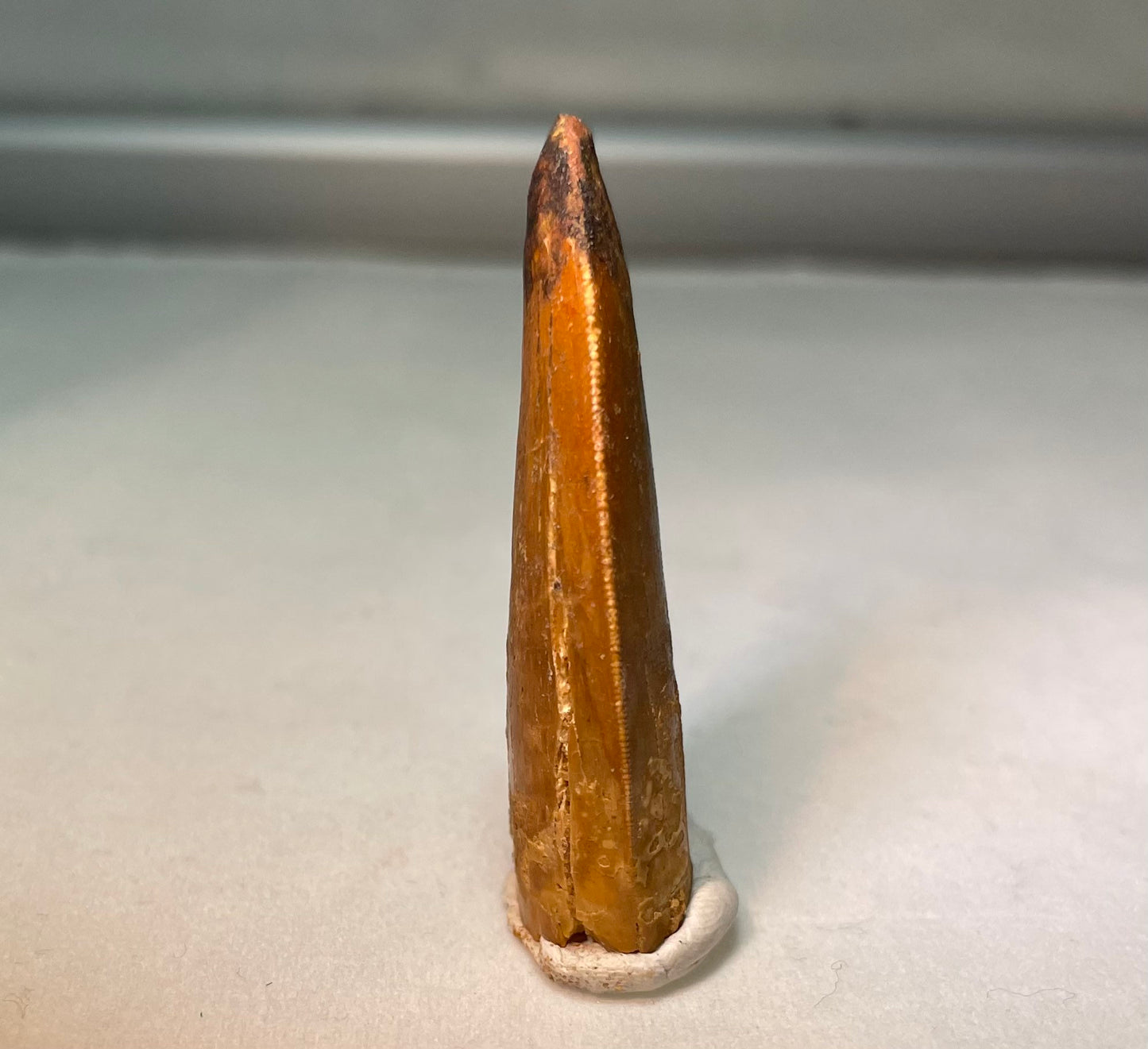 Carcharodontosaurus Tooth 1.5"