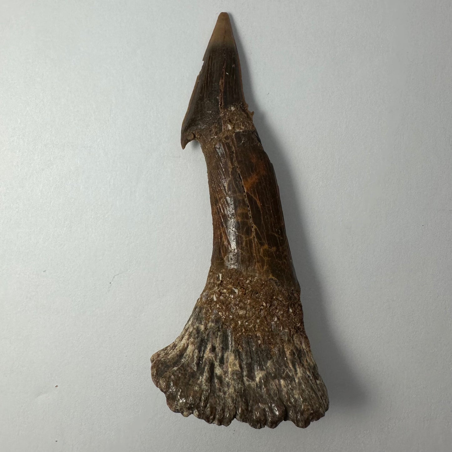 Onchopristis Barb/Tooth (LG) from Morocco