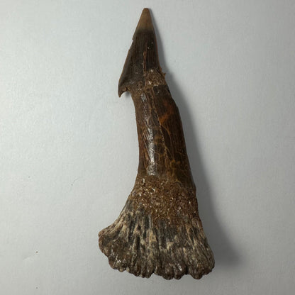 Onchopristis Barb/Tooth (LG) from Morocco