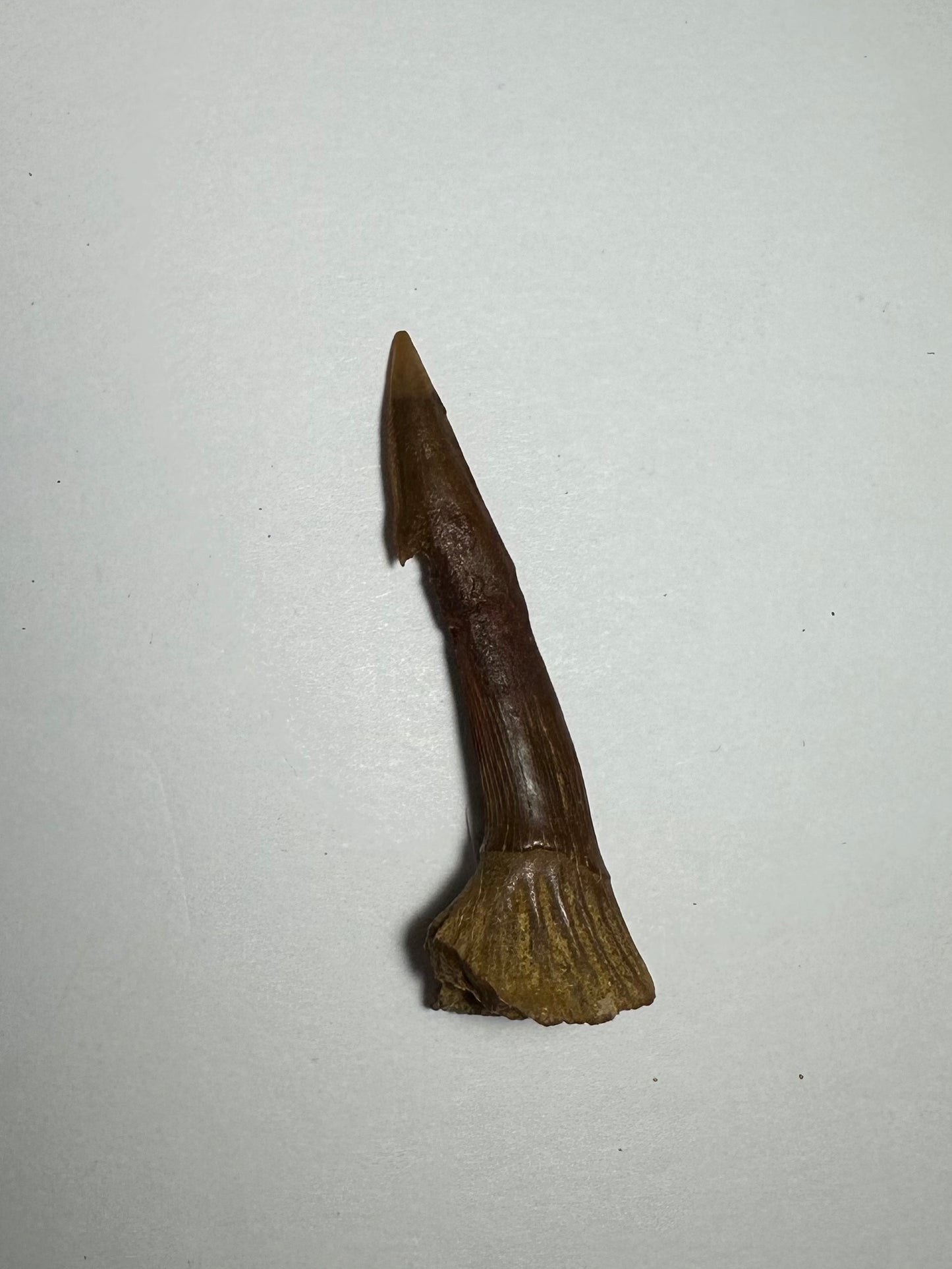 Onchopristis Barb/Tooth (MD)