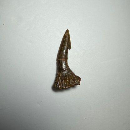 Onchopristis Barb/Tooth (SM) from Morocco