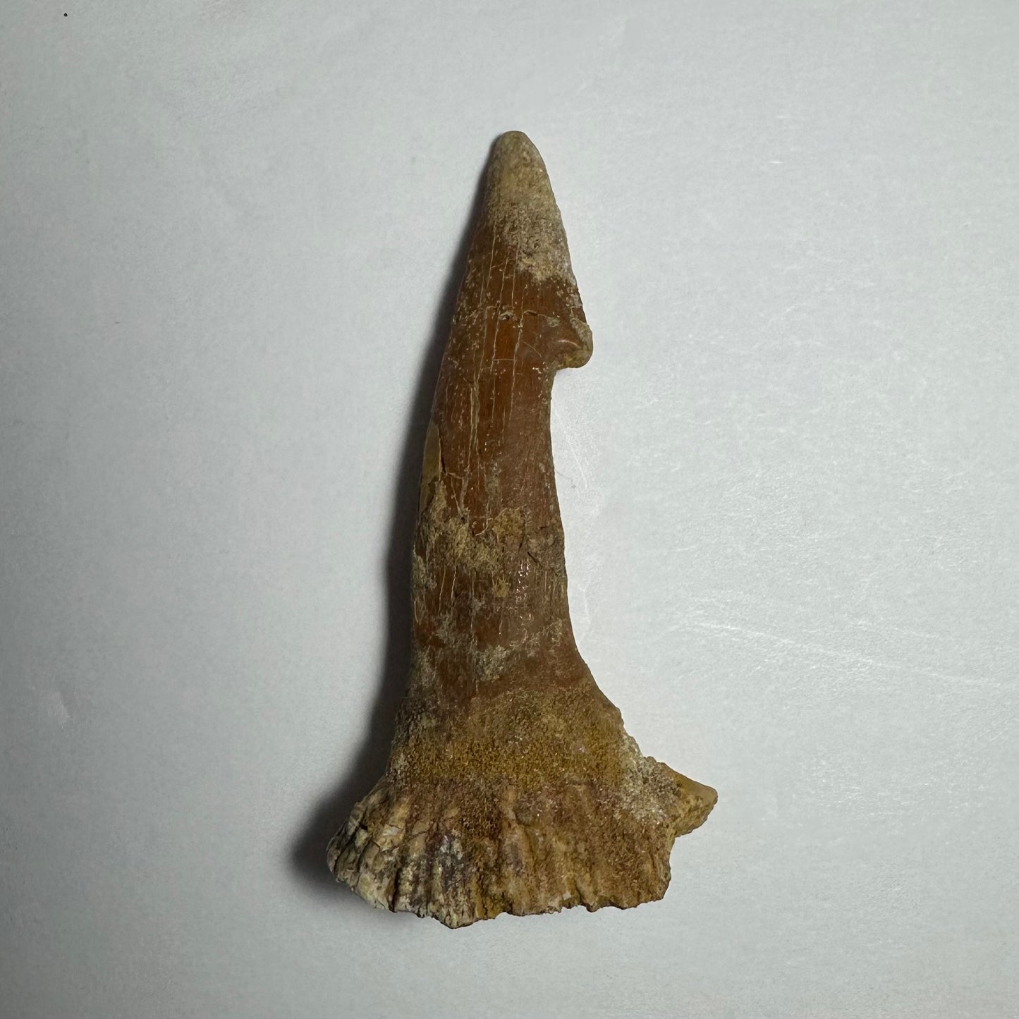 Onchopristis Barb/Tooth (MD)