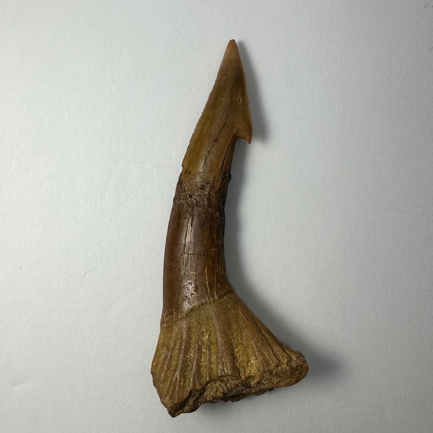 Onchopristis Barb/Tooth (LG) from Morocco