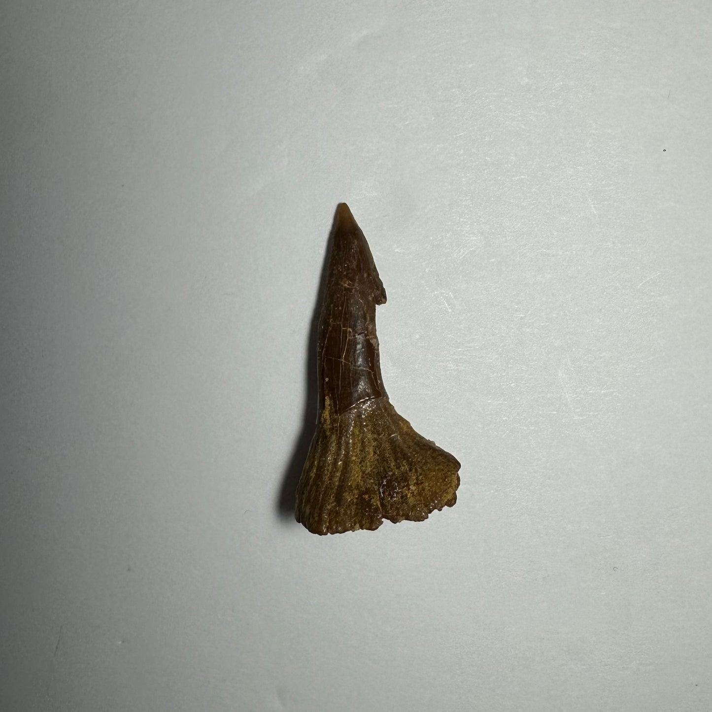 Onchopristis Barb/Tooth (SM) from Morocco