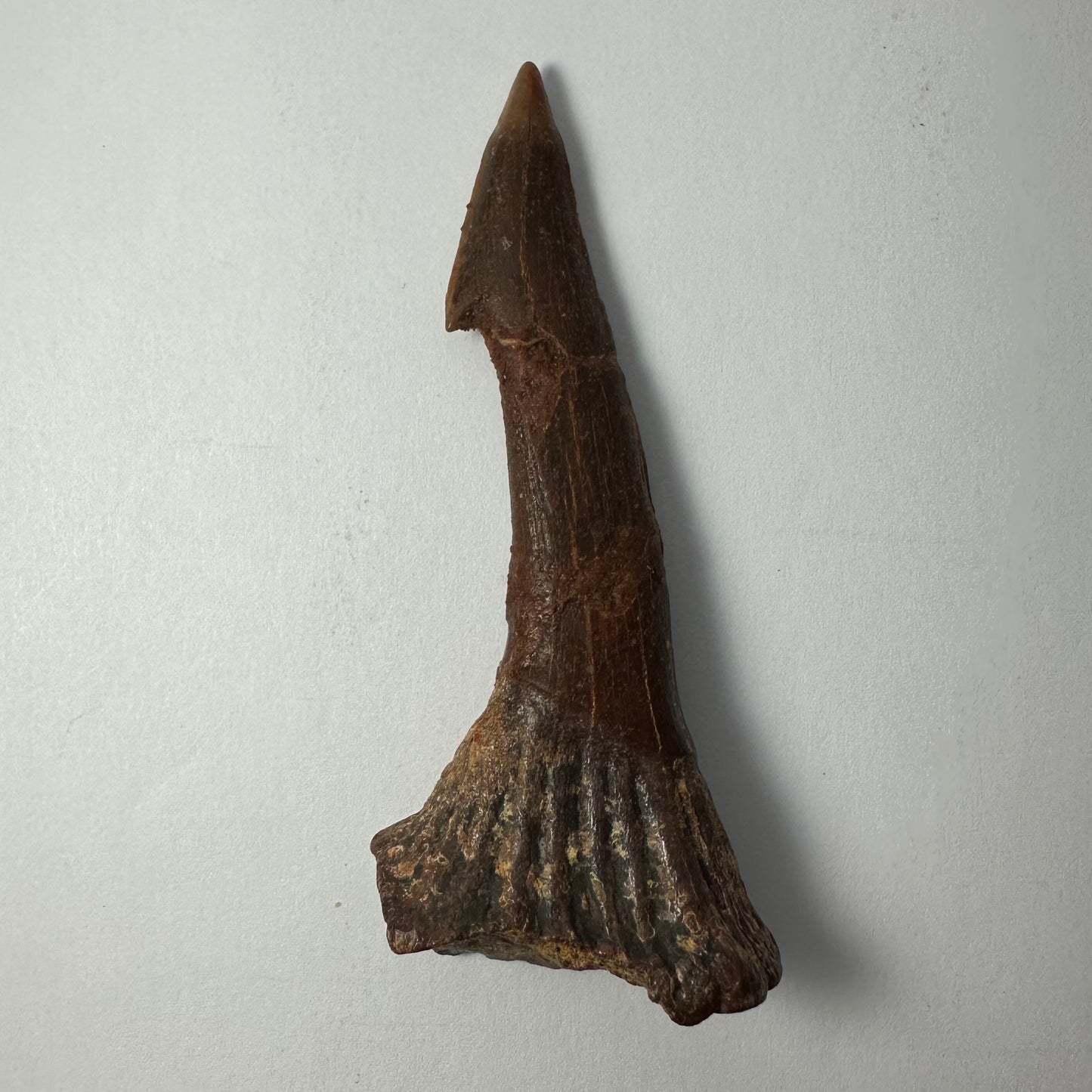 Onchopristis Barb/Tooth (LG) from Morocco