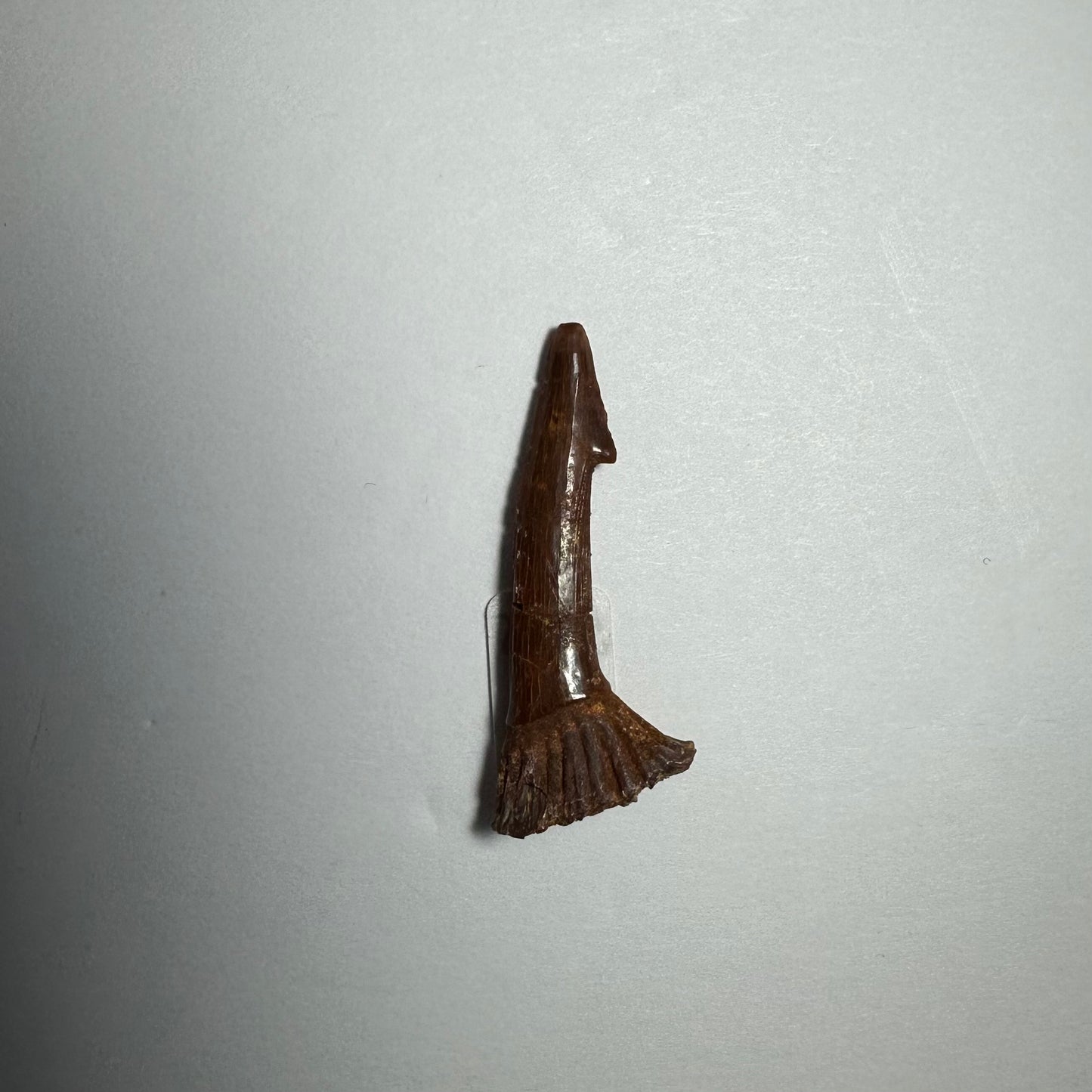 Onchopristis Barb/Tooth (SM) from Morocco