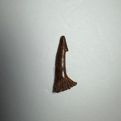 Onchopristis Barb/Tooth (SM) from Morocco