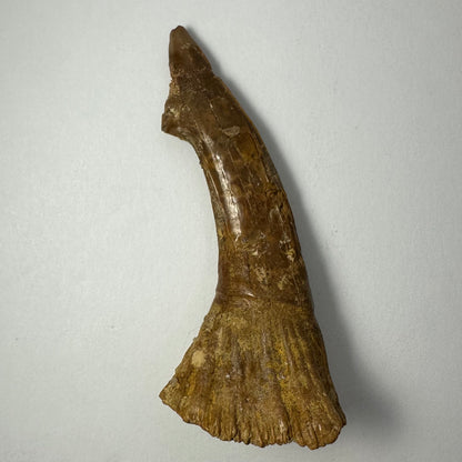 Onchopristis Barb/Tooth (LG) from Morocco