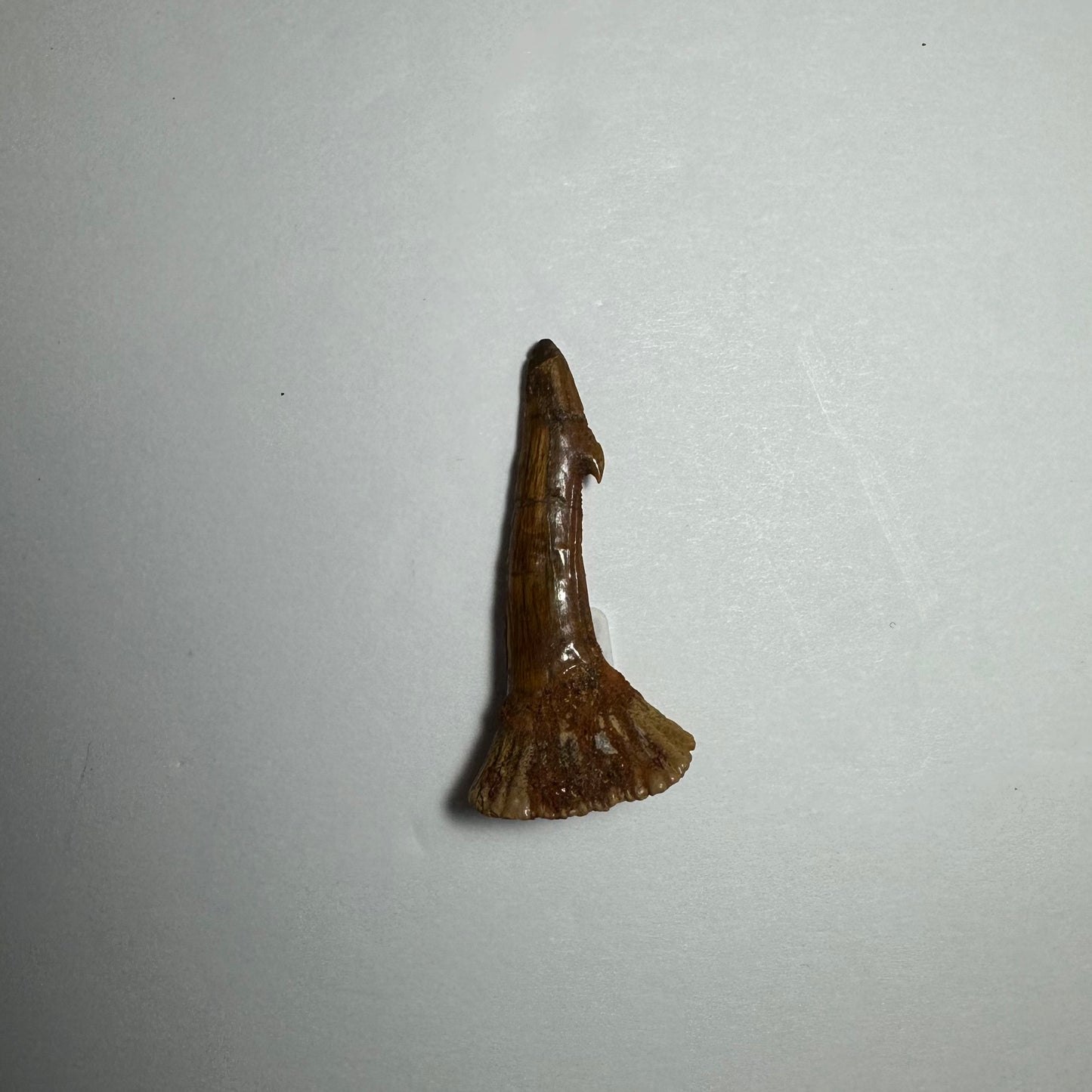 Onchopristis Barb/Tooth (SM) from Morocco