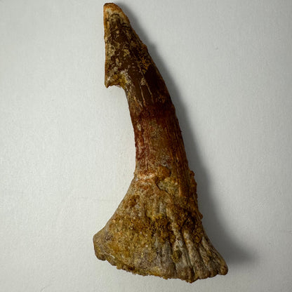 Onchopristis Barb/Tooth (LG) from Morocco