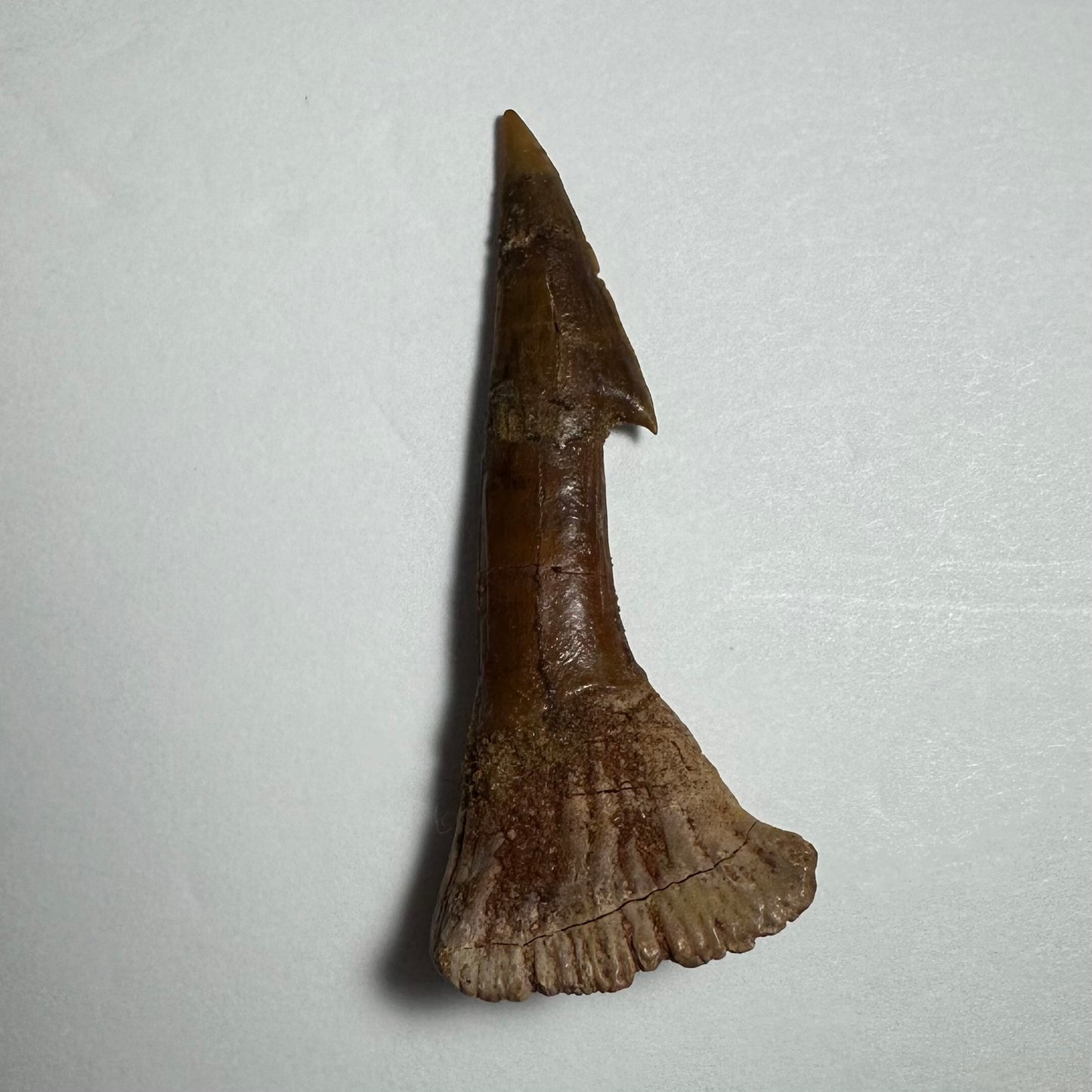 Onchopristis Barb/Tooth (MD)